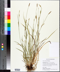 Carex striatula image