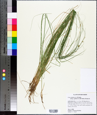 Carex atlantica subsp. capillacea image