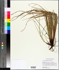 Carex nigromarginata image