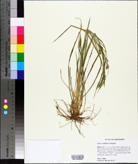 Carex crebriflora image