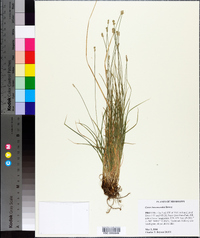 Carex leavenworthii image