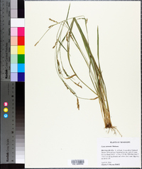 Carex striatula image