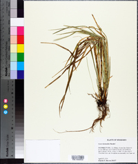 Carex basiantha image