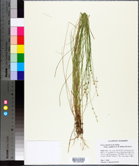 Carex atlantica subsp. capillacea image