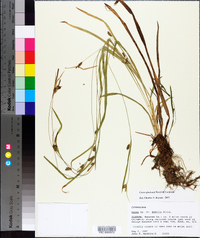 Carex gholsonii image