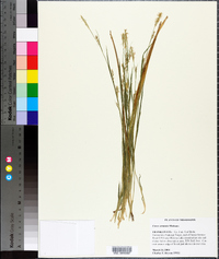 Carex striatula image