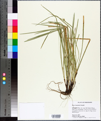 Carex basiantha image