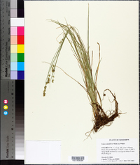 Carex retroflexa image