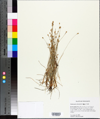 Fimbristylis schoenoides image