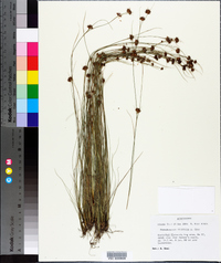 Rhynchospora filifolia image