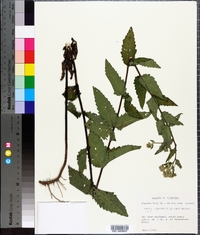 Eupatorium pilosum image