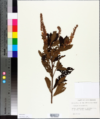 Clethra alnifolia image