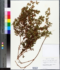 Acanthospermum australe image