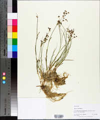 Juncus articulatus image