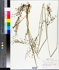 Juncus elliottii image