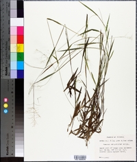 Panicum wrightianum image