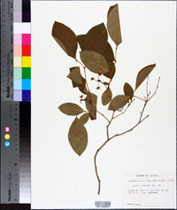 Lyonia mariana image