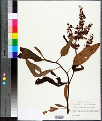 Rumex verticillatus image