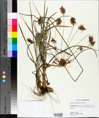 Cyperus retrofractus image