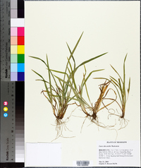 Carex abscondita image