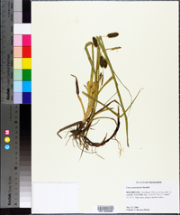 Carex aureolensis image