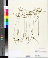 Cyperus croceus image