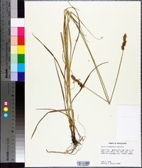 Carex triangularis image