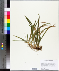 Carex abscondita image