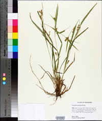 Carex flaccosperma image