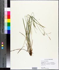 Carex striatula image