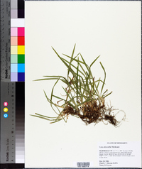 Carex abscondita image