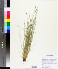 Carex leptalea subsp. harperi image