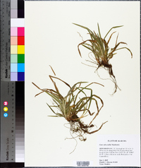 Carex abscondita image