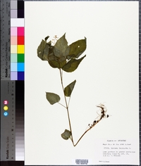 Circaea canadensis image