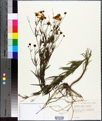 Coreopsis major image