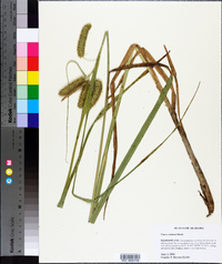 Carex comosa image