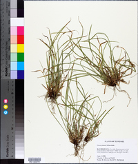 Carex jamesii image