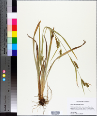 Carex flaccosperma image