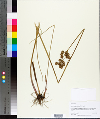 Juncus megacephalus image