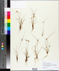 Cyperus neotropicalis image