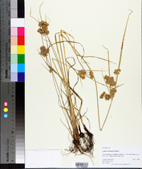 Cyperus surinamensis image