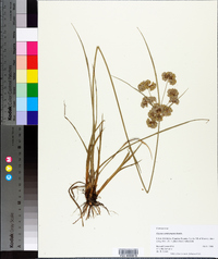 Cyperus surinamensis image