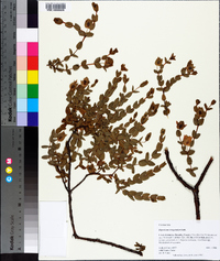 Hypericum tetrapetalum image