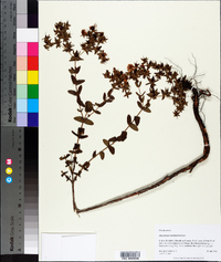 Hypericum myrtifolium image