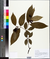 Calycanthus floridus image