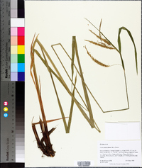 Carex mitchelliana image