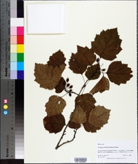 Crataegus flabellata image