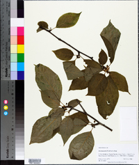 Ilex montana image