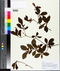 Rhododendron calendulaceum image