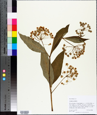 Asclepias exaltata image